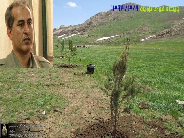 نقدی بر کاشت درخت در پیازدول / عطاالله قادری