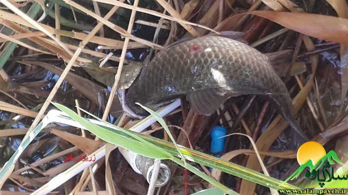 تصویر شکار ماهی توسط مار آبی در دریاچه زریوار + عکس