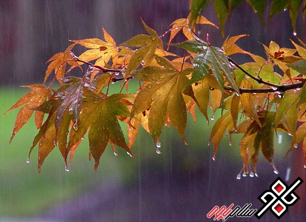 بارش باران اغلب نقاط استان کرمانشاه را فرا می گیرد