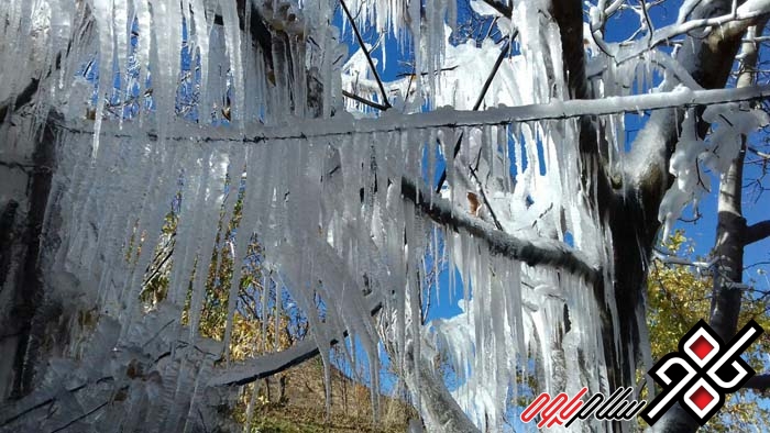 بلور یخ بر پیکر برگ های پاییزی