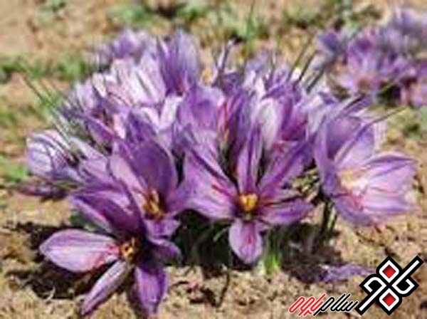 زعفران،محصول جدید پاییزی منطقه ویمیر به بازار عرضه شد/عکس