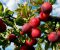 دستورالعمل چالکود در درختان میوه و مزایای آن/ نادر نقشبندی