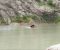 رودخانه سیروان پاوه جوان جوانرودی  را  به کام مرگ کشاند