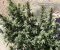 کشف و انهدام مزرعه گیاه “ماریجوانا” توسط اطلاعات سپاه در پاوه / عکس و فیلم