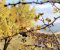 زیبایی های پاییزی پاوه از دریچه دوربین عابد یوسفی