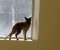 رها سازی یک قلاده روباه گرفتار به دامان طبیعت پاوه /لزوم حمایت از حیات وحش در فصل سرما/عکس