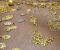 ۱۰کیلوگرم طلای قاچاق در پاوه کشف شد