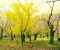 زیبایی های پاییزی”خانقاه” پاوه از دریچه دوربین مصطفی ویسمرادی