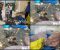 دستگیری شکارچیان غیرمجاز گراز در پاوه