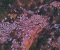 زیبایی های پاوه از زوایه آسمان به روایت دوربین فرشاد نادری