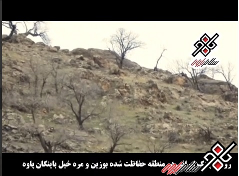 روئیت پلنگ ایرانی در منطقه حفاظت شده مرخیل